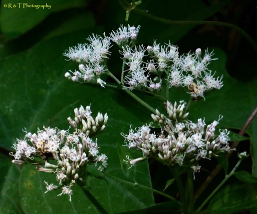 {Mikania scandens}